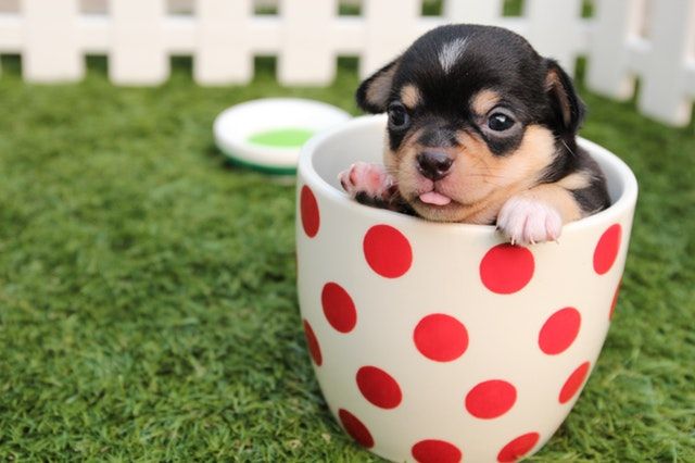 Best Pet Care Centres In Gold Coast Pets Puppy Care Cute Puppies