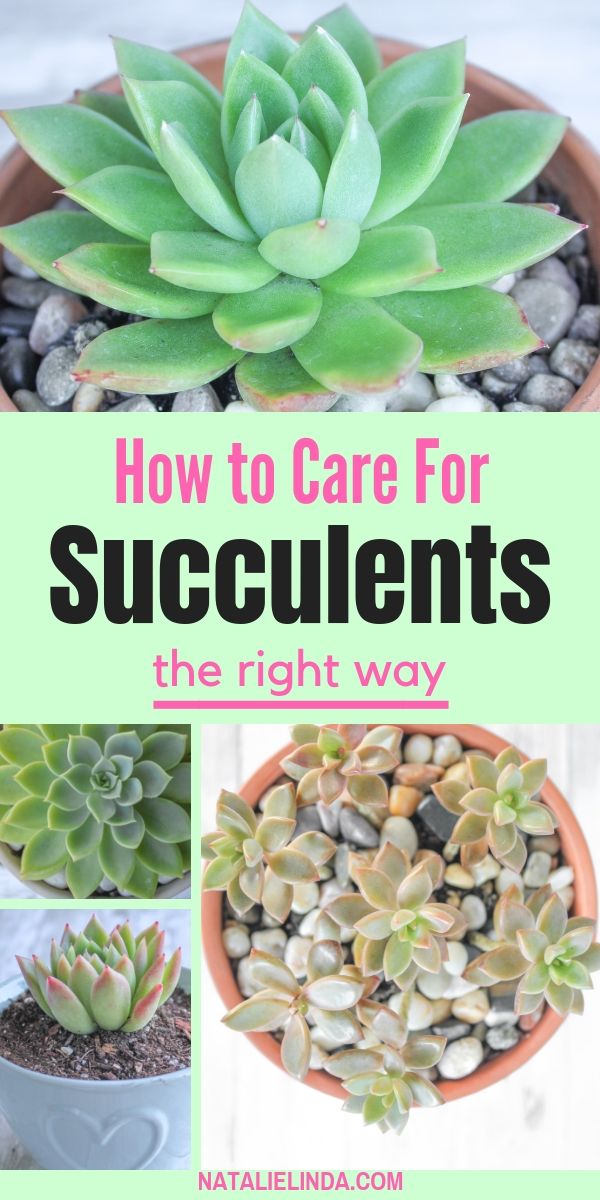 Succulents 101 How to Care for Succulents so They Can