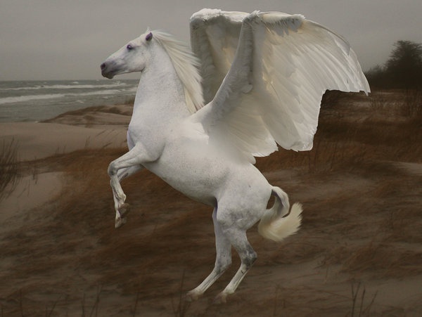 Pegasus Blackjack Pegasus Porn - Pegasus