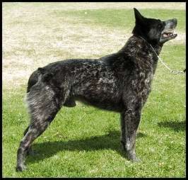 Working Cattle Dogs For Sale Nsw Working Cattle Dogs For Sale Nsw