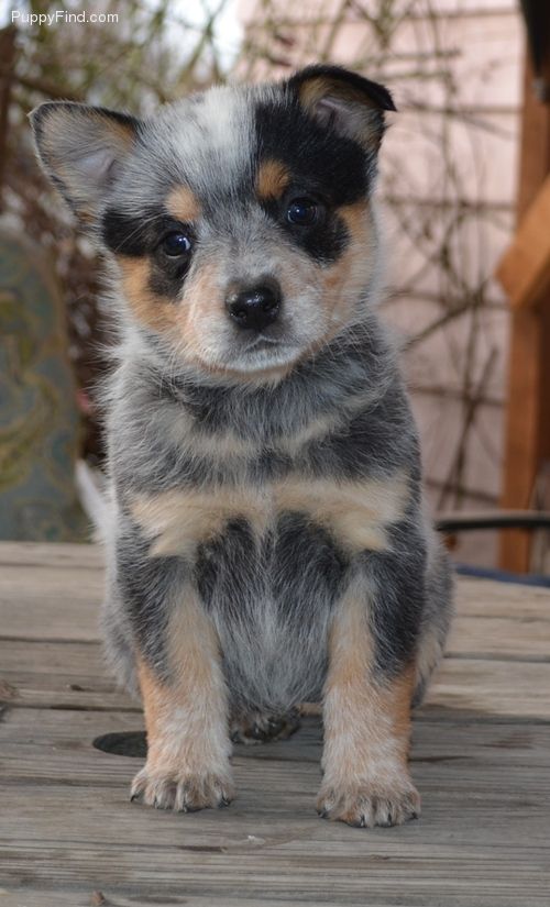 australian shepherd queensland heeler 25 best cattle dogs ideas on pinterest adorable animals facts australian shepherd queensland heeler 25 best cattle dogs ideas on pinterest adorable animals facts