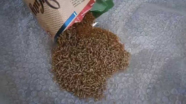 Разведение опарышей для рыбалки