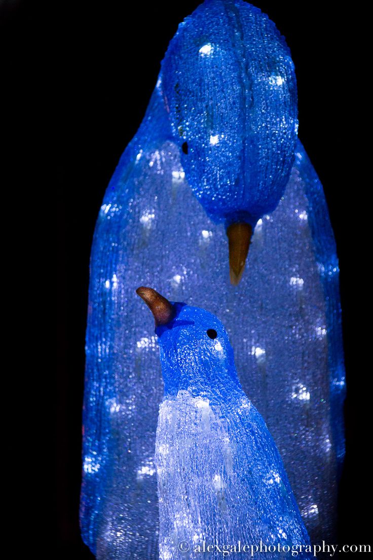 60 best penguin christmas lights images on pinterest 60 best penguin christmas lights images on pinterest
