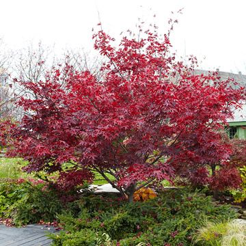 maple tree zone 4 101 best plants zone 7 images on landscaping flowers garden and garden plants maple tree zone 4 101 best plants zone 7 images on landscaping flowers garden and garden plants