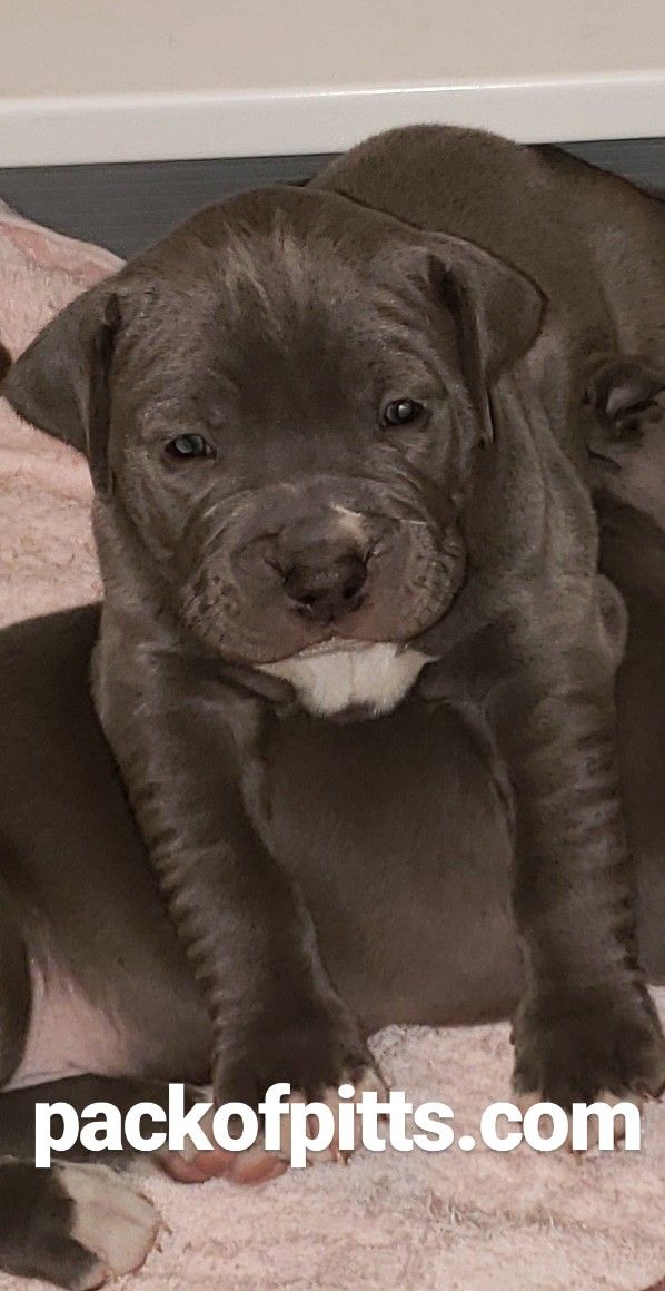 Pack Blues Pack Of Pitts Kennels Buffalo New York And Niagara