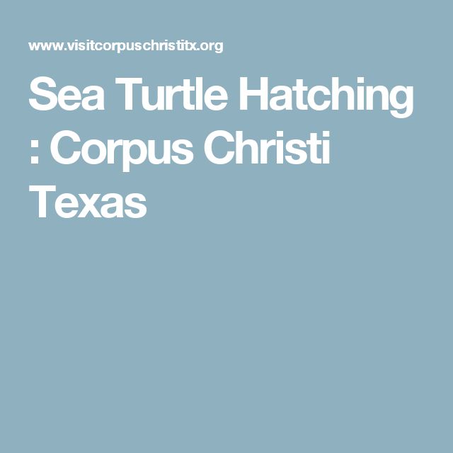 Padre Island National Seashore Fact Sheet Padre Island National Seashore Fact Sheet