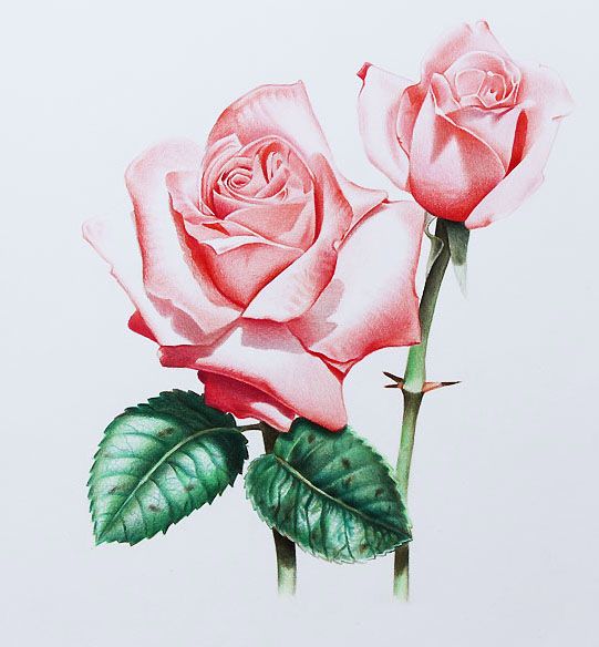 35 Beautiful Flower Drawings and Realistic Color Pencil Drawings ...