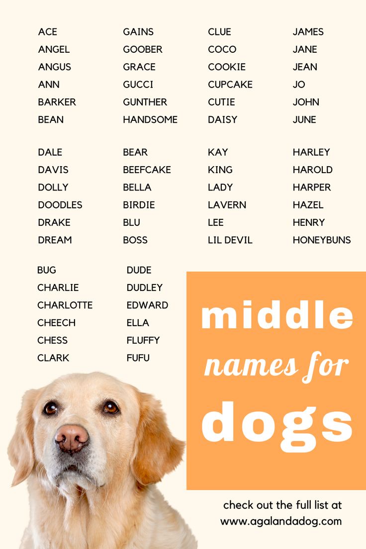 Unique Dog Middle Names For Boys And Girls unique-dog-middle-names-for-boys-and-girls