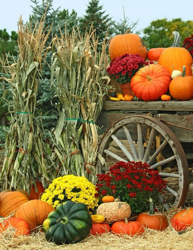best 25 mums and pumpkins ideas on pinterest local pumpkin patch fall porches and fall porch decorations - Fall Pumpkin Decorations best 25 mums and pumpkins ideas on pinterest local pumpkin patch fall porches and fall porch decorations - Fall Pumpkin Decorations