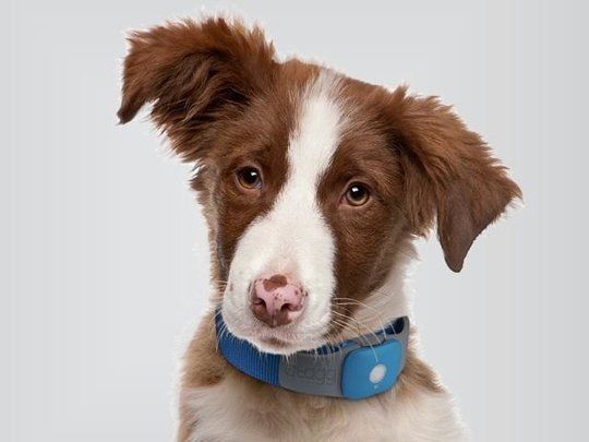 The 25+ best Lost pets ideas on Pinterest How to find someone - lost pet poster The 25+ best Lost pets ideas on Pinterest How to find someone - lost pet poster