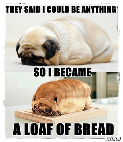 pug breeders adelaide best 25 pugs ideas on pugs pugs and happy pug pug breeders adelaide best 25 pugs ideas on pugs pugs and happy pug