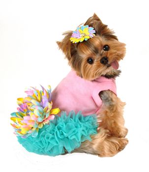 teacup yorkie clothes cheap 403 best dressed up yorkie images on yorkie terriers and yorkies teacup yorkie clothes cheap 403 best dressed up yorkie images on yorkie terriers and yorkies