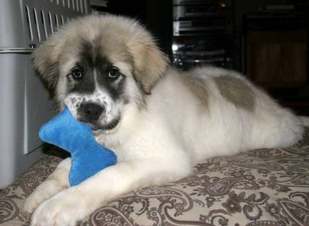 pug st bernard mix best 25 cutest breeds ideas on puppy breeds small dogs and pug st bernard mix best 25 cutest breeds ideas on puppy breeds small dogs and