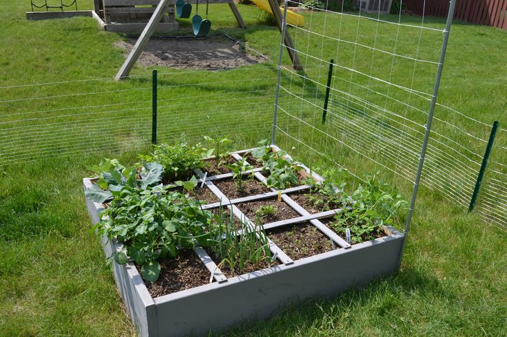 The sugar snap peas are starting to climb the trellis! | Square foot