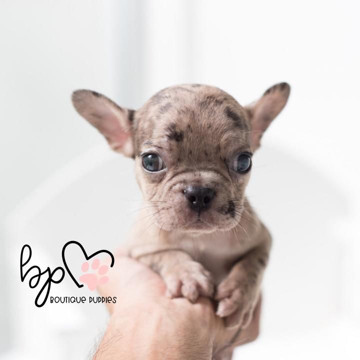 Usa Puppy Shipping Pick Up Options Free Local Pick Up In Texas