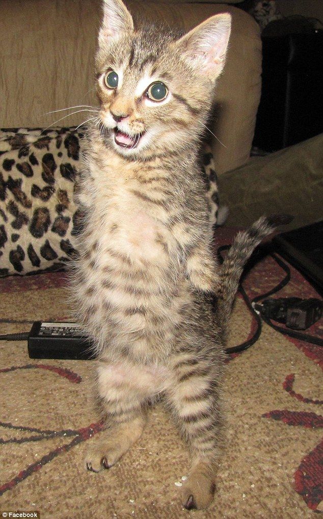 144 best all about cats images on pinterest animals, kittens and 8d5e6aee0a05bd17b321473d1b20760a adorable kittens adorable animals 144 best all about cats images on pinterest animals, kittens and,Two Legged Cat Meme