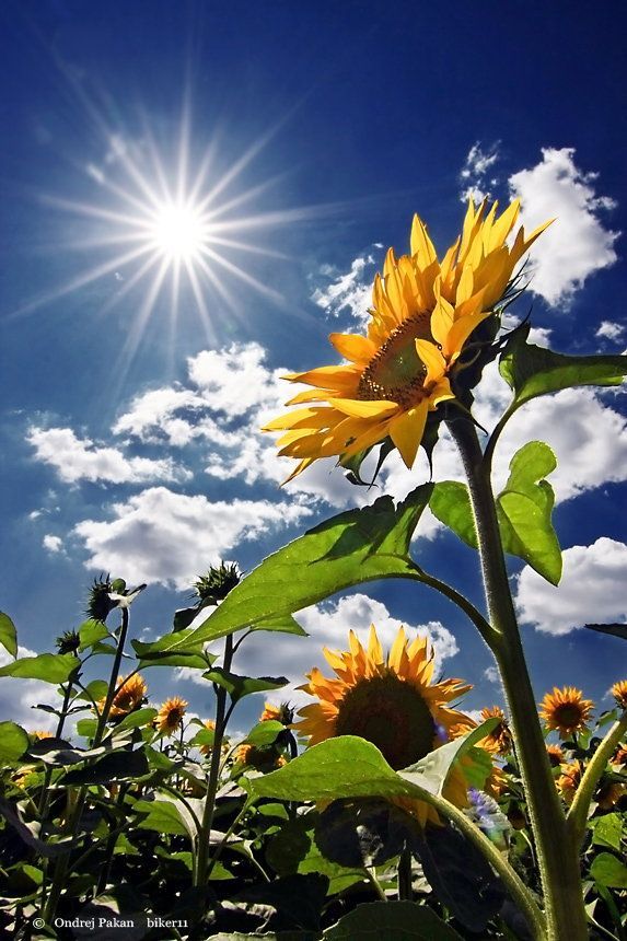 Best 25 Sunflowers Ideas On Pinterest Sunflower Door Hanger Find This Pin And More On Sunflowers