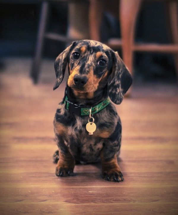 Dappled Dachshund I Have Never Seen One Except In Photos