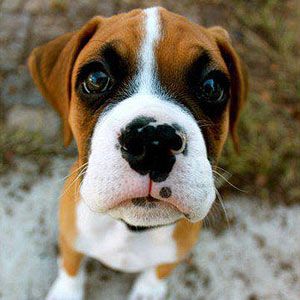 Best Boxer Dog Names Of All Time Best Boxer Dog Names Of All Time