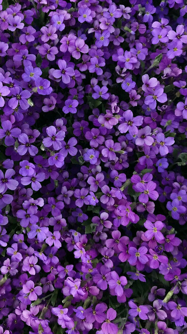 Pin De Haticeخديجه En لمحبي لون البنفسجي Mor Renki Sevenler Icin Fondos De Pantalla Morados Fondos De Brillos Fondos De Pantalla Naturaleza Pin De Haticeخديجه En لمحبي لون البنفسجي Mor Renki Sevenler Icin Fondos De Pantalla Morados Fondos De Brillos Fondos De Pantalla Naturaleza