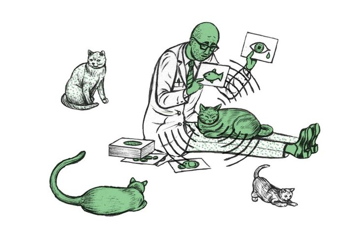 Why Do Cats Purr Popular Science Why Do Cats Purr Cat Purr Cats Why Do Cats Purr Popular Science Why Do Cats Purr Cat Purr Cats