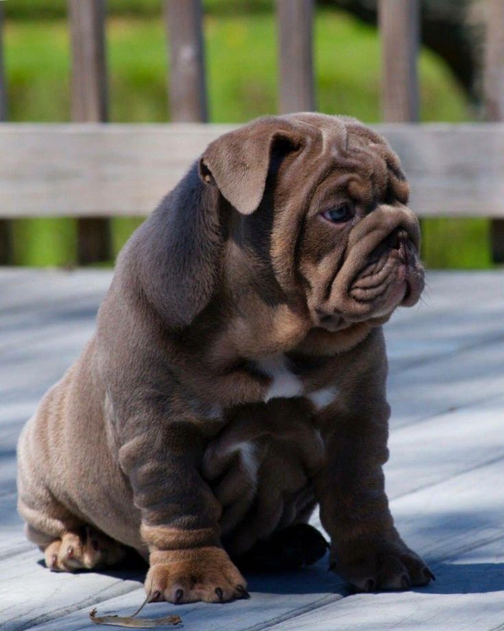 Lilac English bulldog puppy. #bulldogs | Bulldog puppies, Bulldog, Puppies