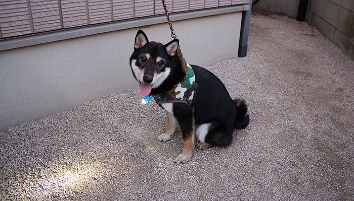Img 35 黒い犬 犬 散歩 柴犬 Img 35 黒い犬 犬 散歩 柴犬