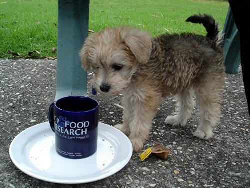 Pound Dogs For Sale Perth Pound Dogs For Sale Perth