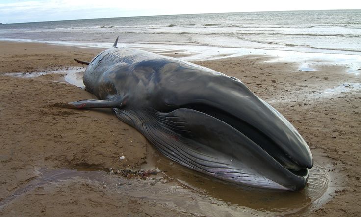 endangered whales Savannah, ga (ap) — the winter calving season for critically endangered right whales is ending without a single newborn being spotted off the southeast us coast. endangered whales Savannah, ga (ap) — the winter calving season for critically endangered right whales is ending without a single newborn being spotted off the southeast us coast.
