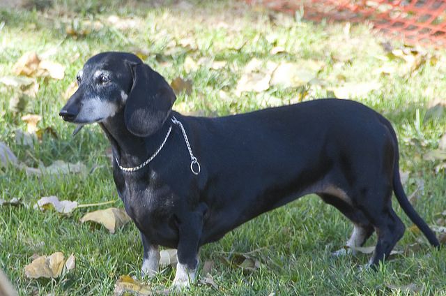 Make Massive Change To Your Dachshund S Behaviour In Just 1 Day