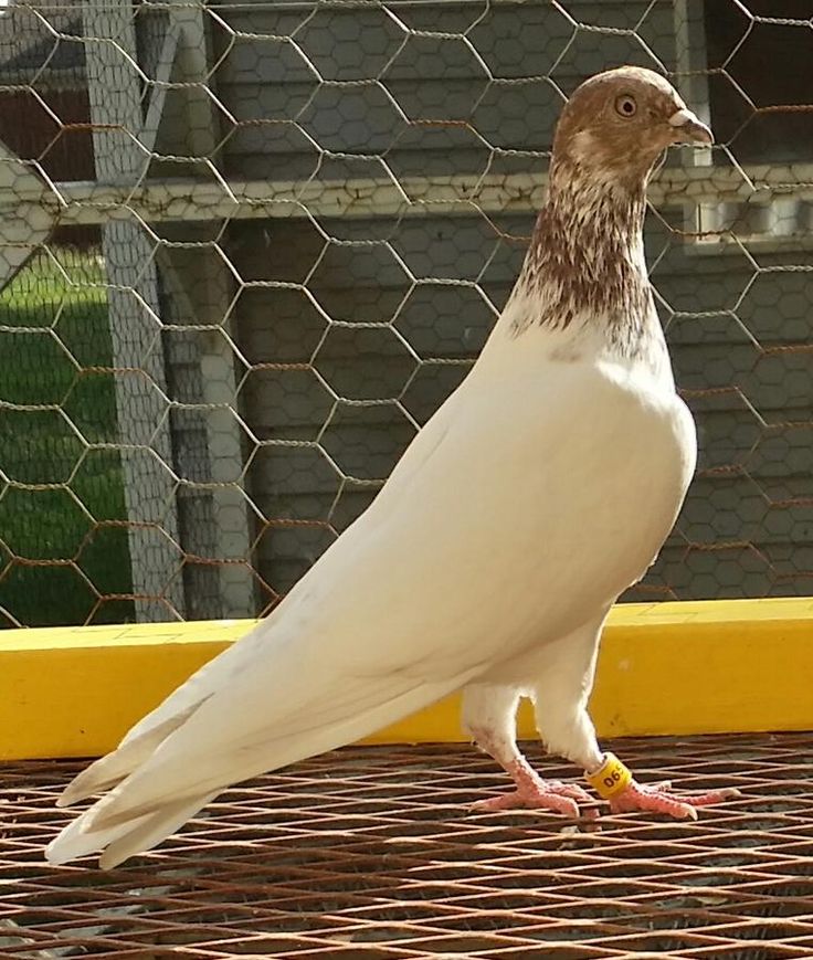 11 best owl pigeon images on pinterest pigeon breeds birds and asian high flyer pigeons
