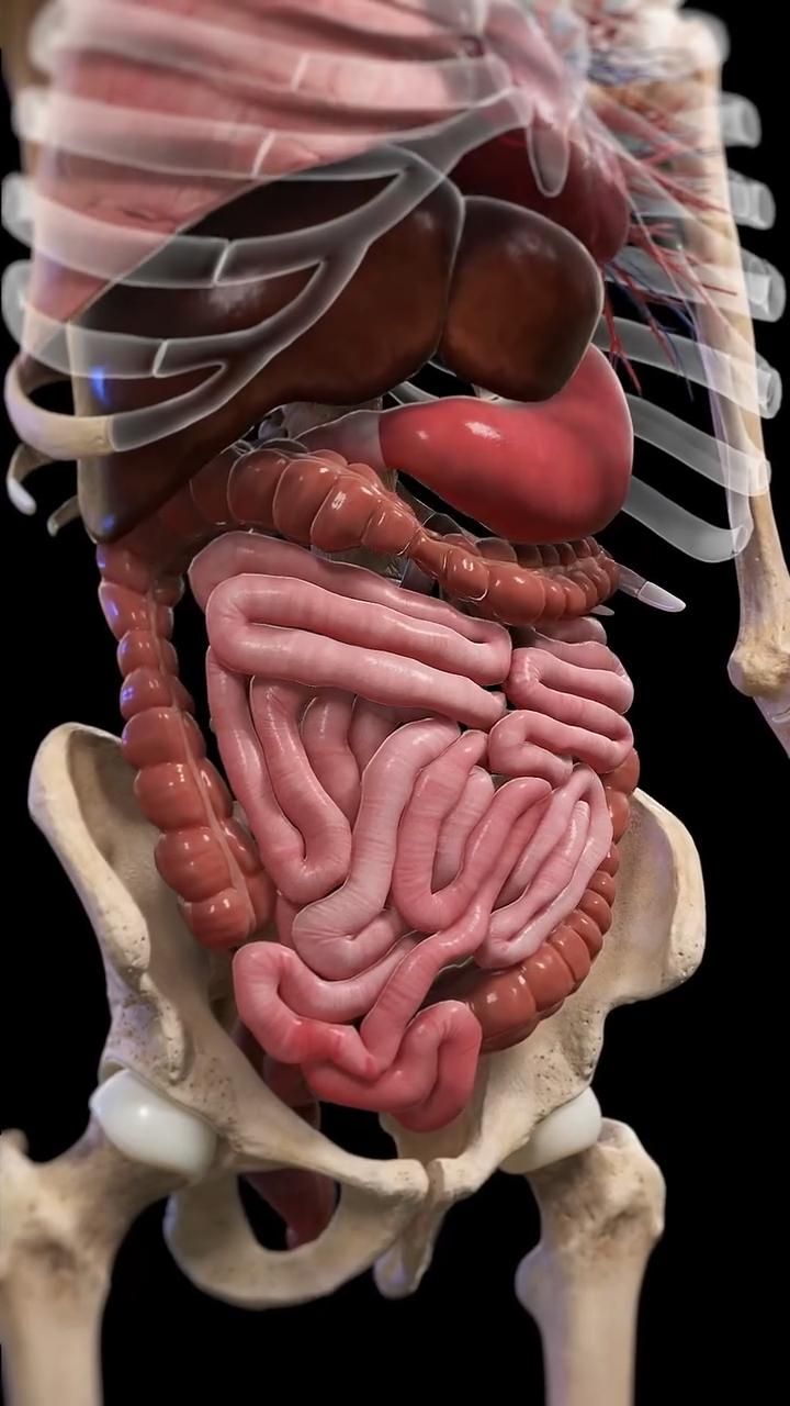 All Human Organs Anatomy Overview In 2025 Human Body Anatomy 8dc07c6c6cd398457a964762c5e60d7d