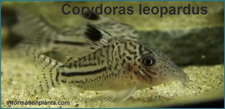 انواع السمكة القطية Corydoras قوائم الاسماك قوائم انواع الاسماك معلومان عامه معلوماتية Pets Fish Pet Fish