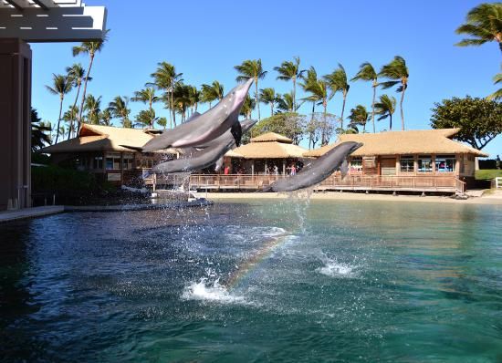 Dolphin Quest Reviews Dolphin Quest Reviews