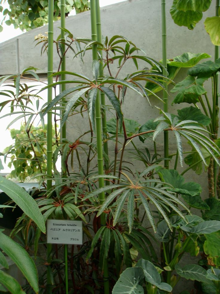 Anthurium cutucuense care