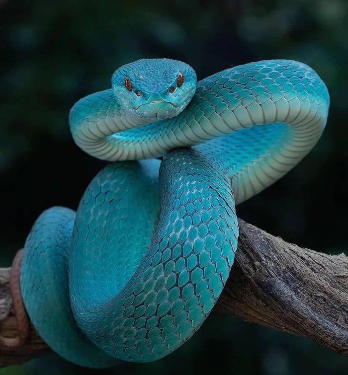 the gorgeous blue viper by Niyi_M #nature #naturephotography #earth # ...