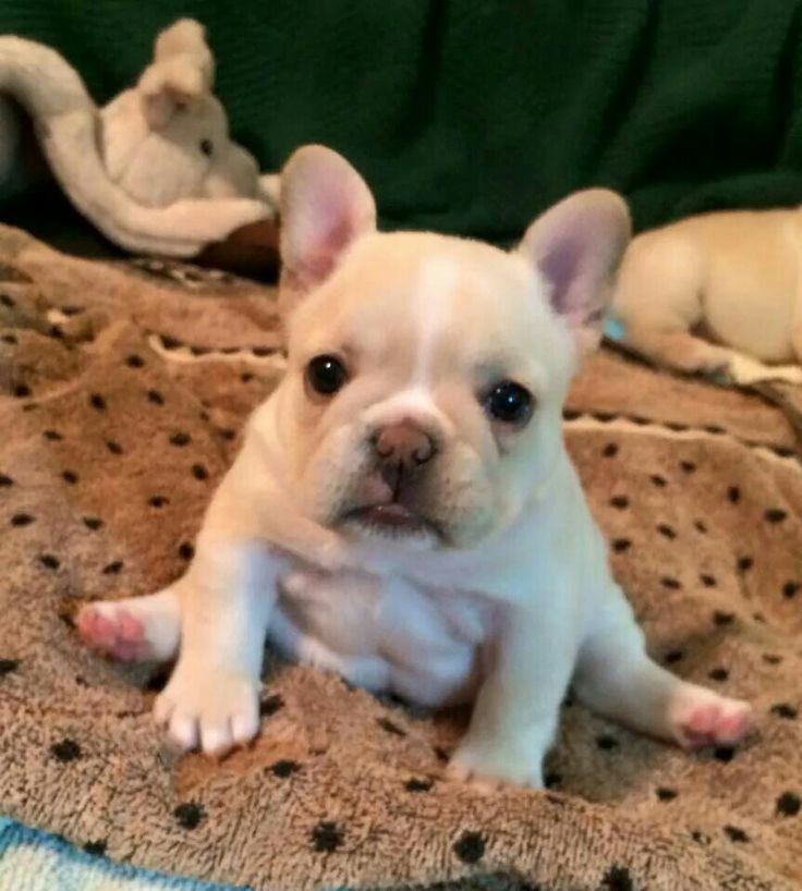 The 25+ best Cute french bulldog ideas on Pinterest | French bulldog
