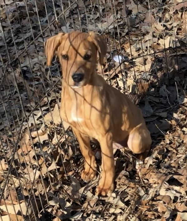 Jasmine Beautiful Puppy Beautiful Puppy Animal Rescue Puppies