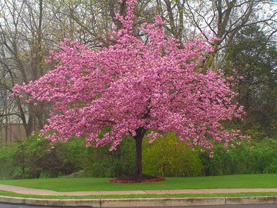 Best 25 Pink Blossom Tree Ideas On Pinterest Cherry Best 25 Pink Blossom Tree Ideas On Pinterest Cherry Anese Blossoms And An