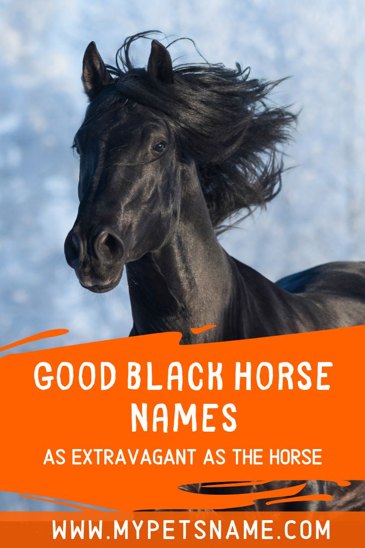 Good Black Horse Names In 2021 Horse Names Cool Pet Names Pet Names good-black-horse-names-in-2021-horse-names-cool-pet-names-pet-names