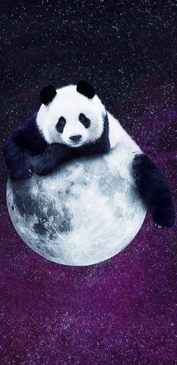 Pin By Jessica Hardonk On Wallpaper Panda Wallpapers Positive Quotes Wallpaper Wallpaper