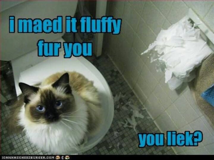 9 best animals in the bathroom! images on pinterest bathrooms 8df9c28e57fe1b0cac814c213ea33f04 silly cats crazy cats 9 best animals in the bathroom! images on pinterest bathrooms