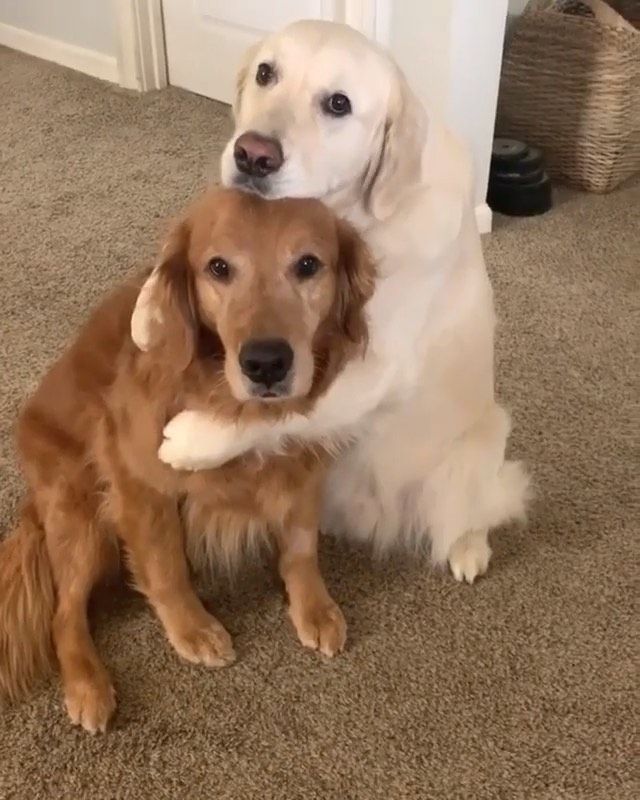 Iheartdogs Com On Instagram This Is The Best Apology I Ve Ever