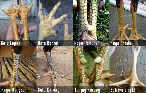 Bintang Chicken Farm Jual Ayam Bangkok Katuranggan Istimewa Ada Katuranggan Naga Temurun Suro Watu Suro Candang Klabang Nyarap Dll Info Ayam Bangkok Hewan