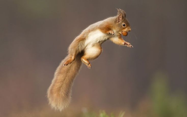 31 Best Rodentia Images On Pinterest Squirrel Wild Animals And Spring Time A Red Squirrel Jumps While Holding Nut In Cairngorms National Park Scotland