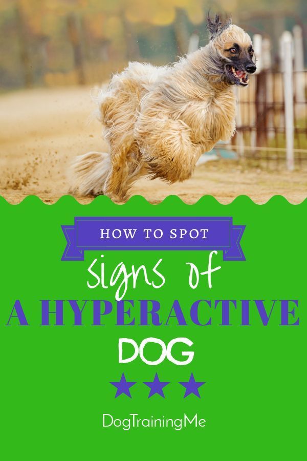 Hyperactive Dog Symptoms Dog Training Attention Seeking