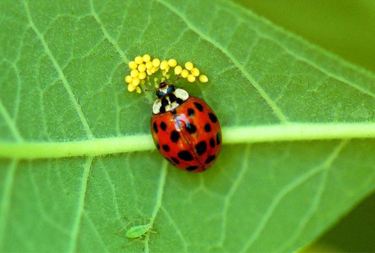Asian lady bug in ontario