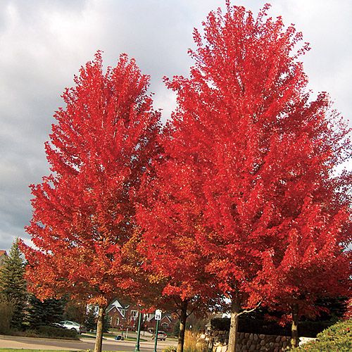 maple trees hardiness zone 4 freeman maple acer x freemanii zones 4 7 a hybrid maple with brilliant orange fall color maple trees hardiness zone 4 freeman maple acer x freemanii zones 4 7 a hybrid maple with brilliant orange fall color