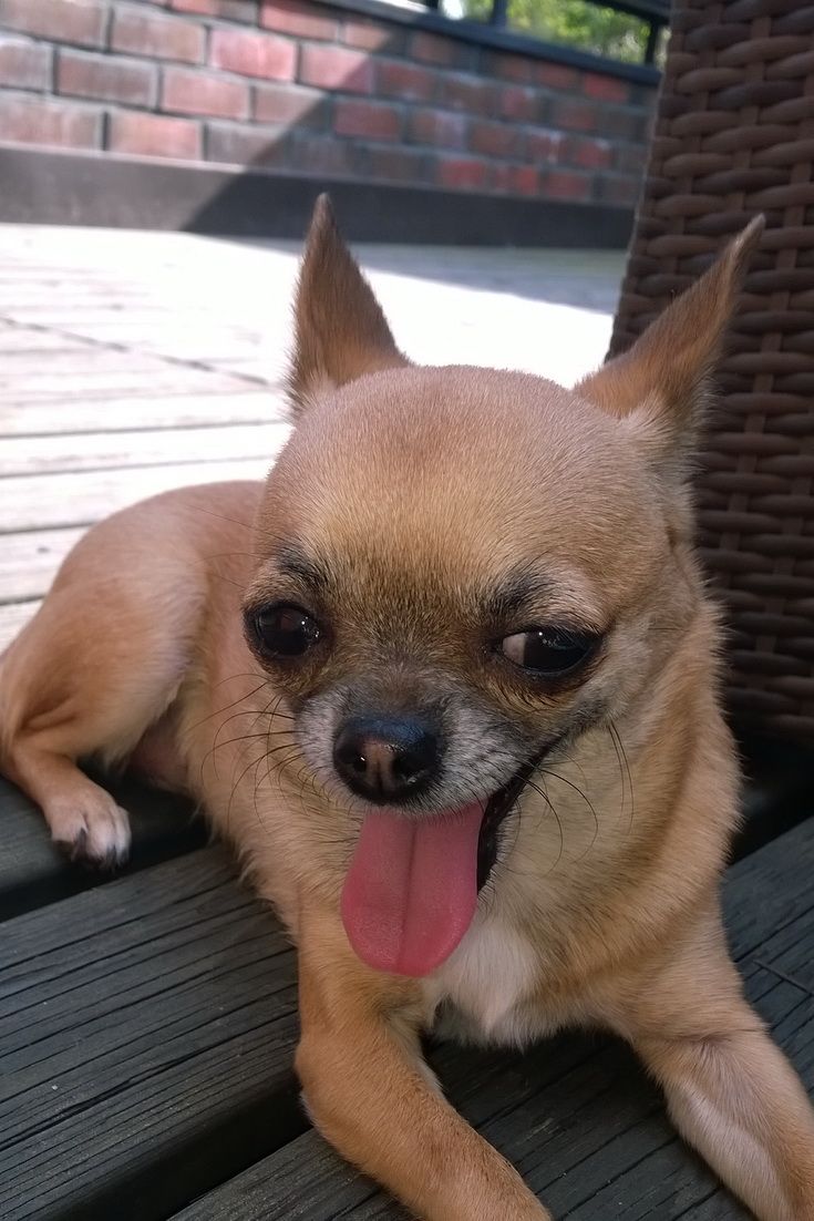 What Can I Do To Help My Chihuahua With Diarrhea Chihuahua