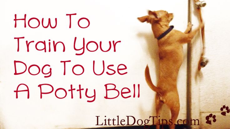 Tricks To Get Your New Dog To Go Potty Outside Tricks To Get Your New Dog To Go Potty Outside
